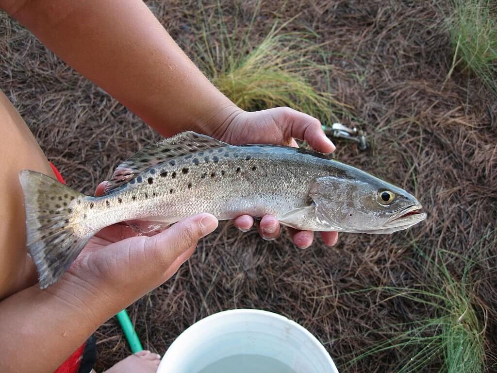 Sevan Trout - Types of Trout