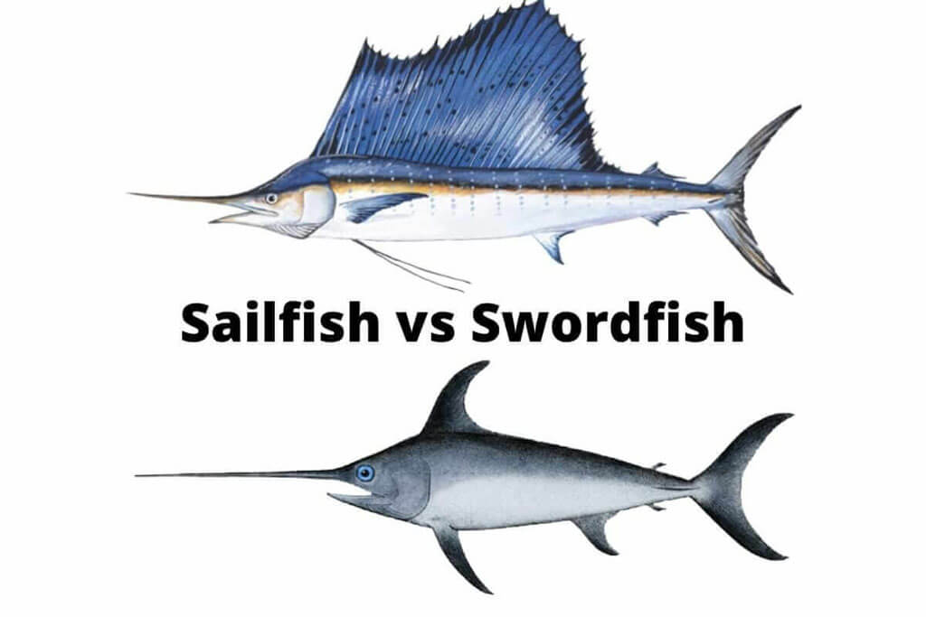 Sailfish Vs Swordfish Shape and Size