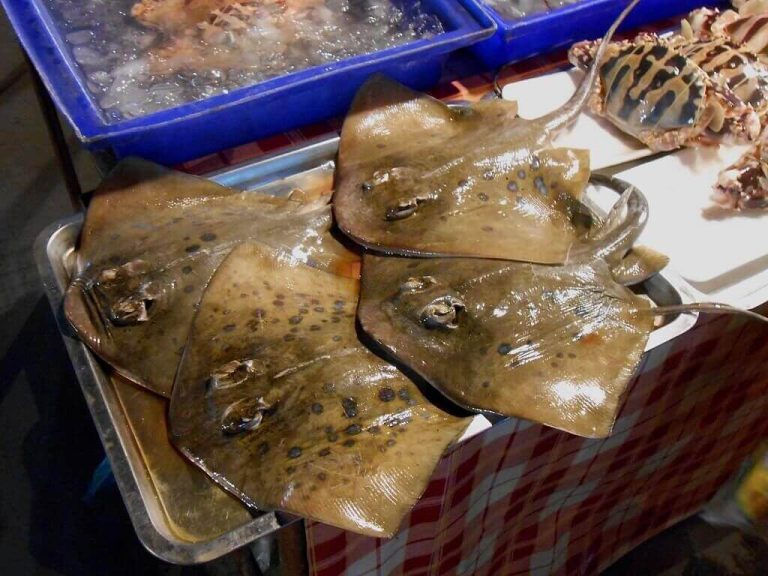 Skate Vs Ray Top 5+ Interesting Facts About