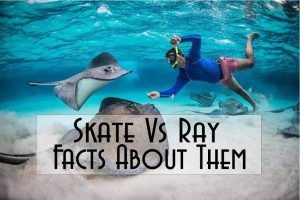 Skate Vs Ray – Facts About Them