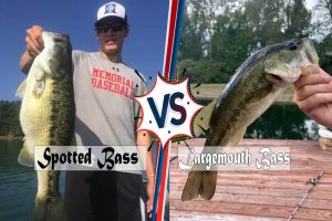 Spotted vs Largemouth Bass – The Complete Guide