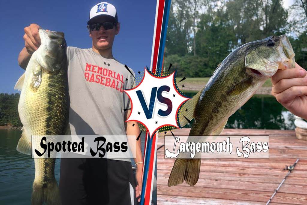 Spotted vs Largemouth Bass