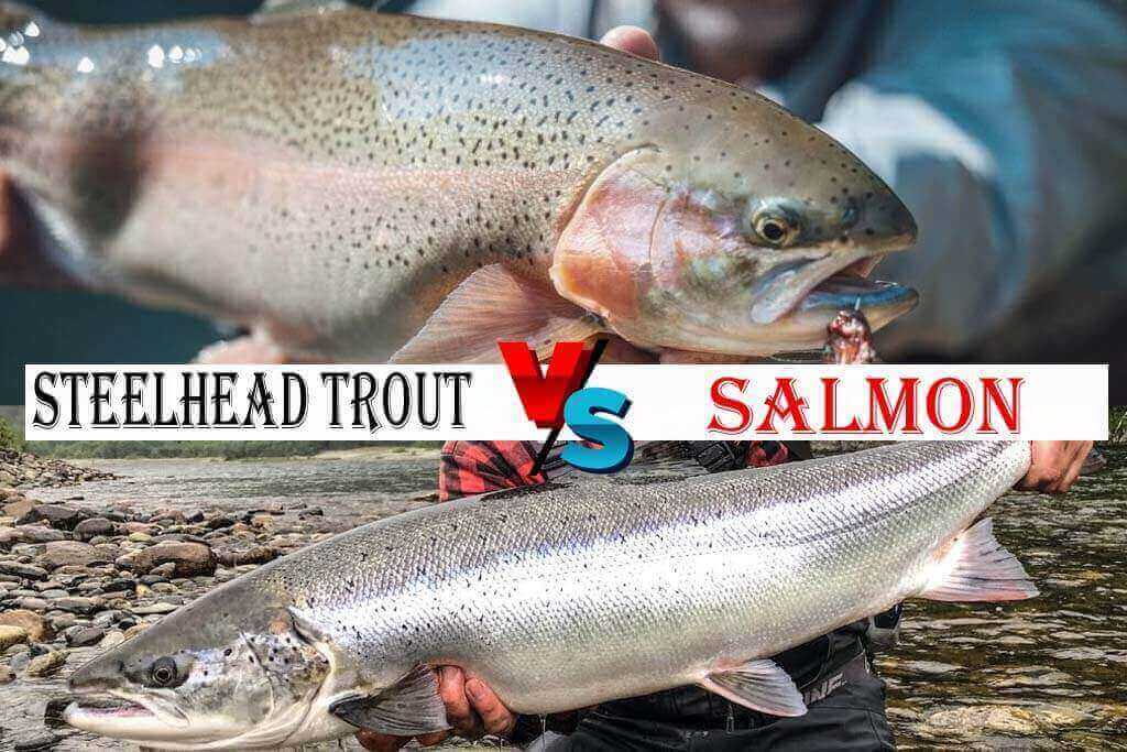 Steelhead Trout vs Salmon
