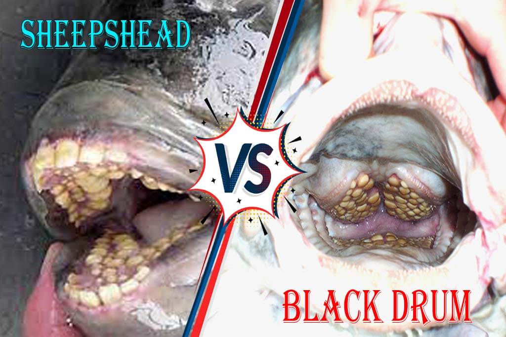 Sheepshead vs. Black Drum
