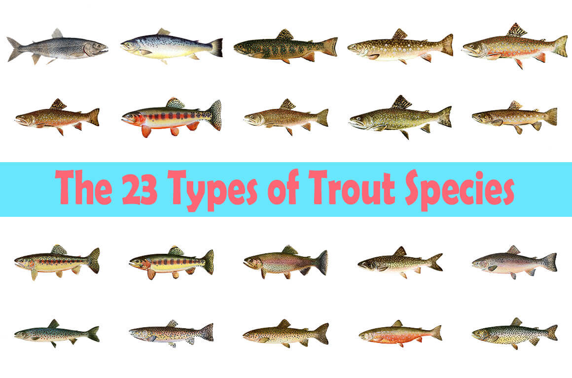 The 23 Types of Trout Species