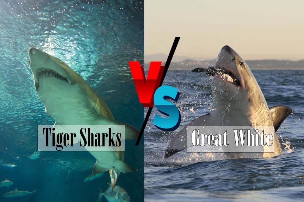 Tiger Sharks Vs Great White