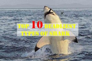 Top 10 Deadliest Types of Shark