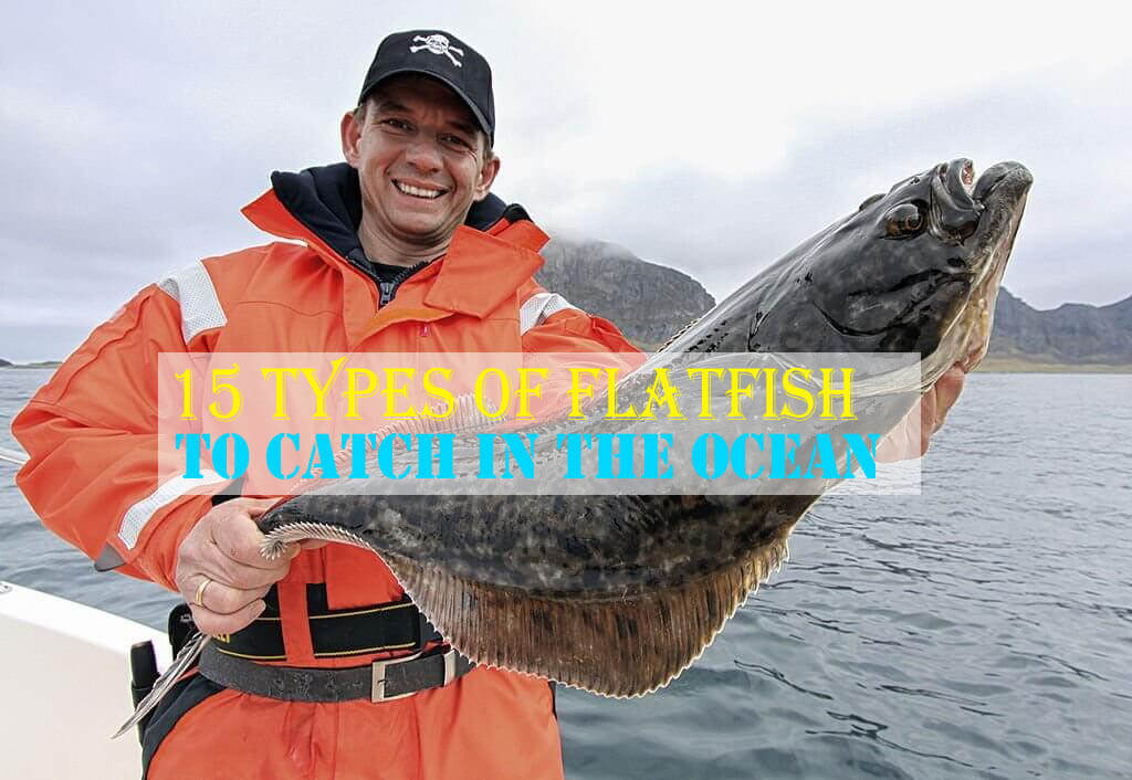 Types of Flatfish to Catch in the Ocean