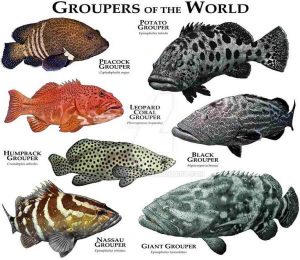 15 Types of Grouper to Catch in Florida