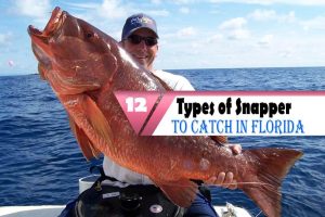 12 Types of Snapper to Catch In Florida: The Quick Guide