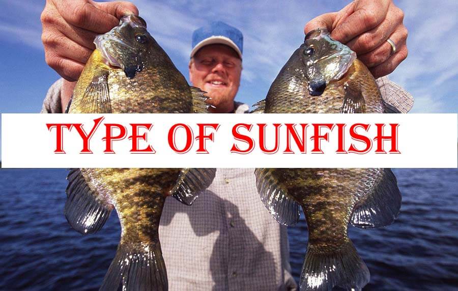 Types of Sunfish