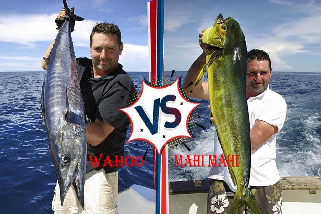 Wahoo vs. Mahi Mahi