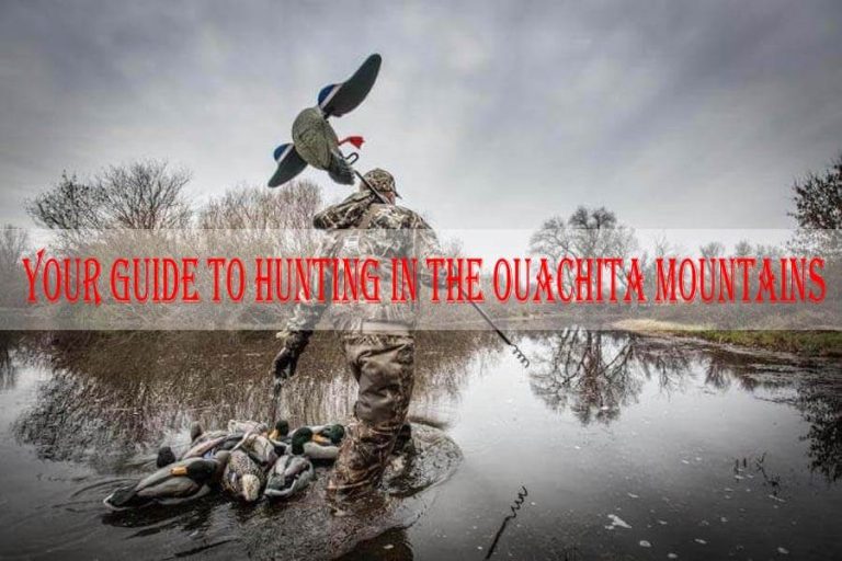 Your Guide to Hunting in the Ouachita Mountains Ouachita
