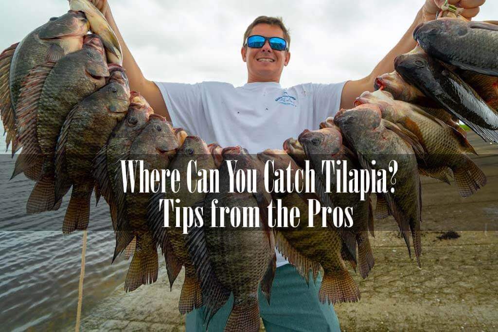 Where Can You Catch Tilapia