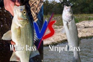 White Bass Vs Striped Bass: The Key Differences