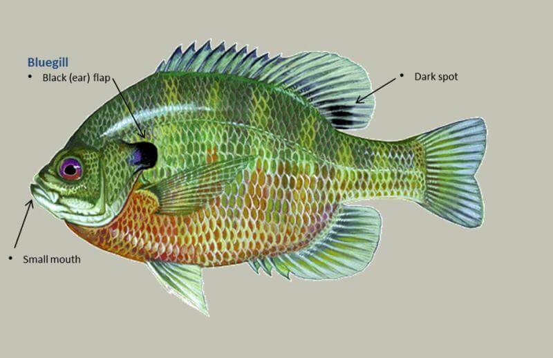 Types of Sunfish in America | ouachitaadventures.comouachitaadventures.com