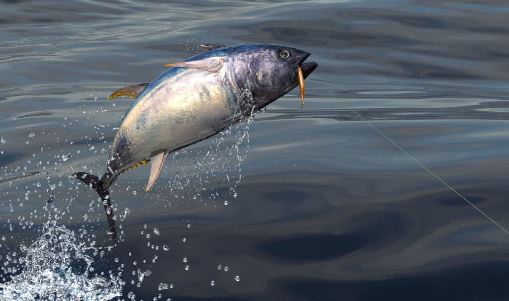catch Bluefin