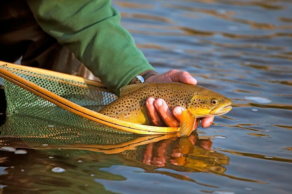 catch Brown Trout