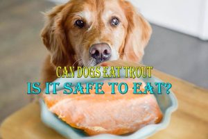 Can Dogs Eat Trout? Is it safe to eat?