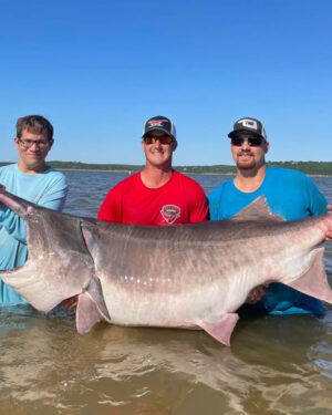 Can You Eat Paddlefish? It Taste Good? | Ouachita ...