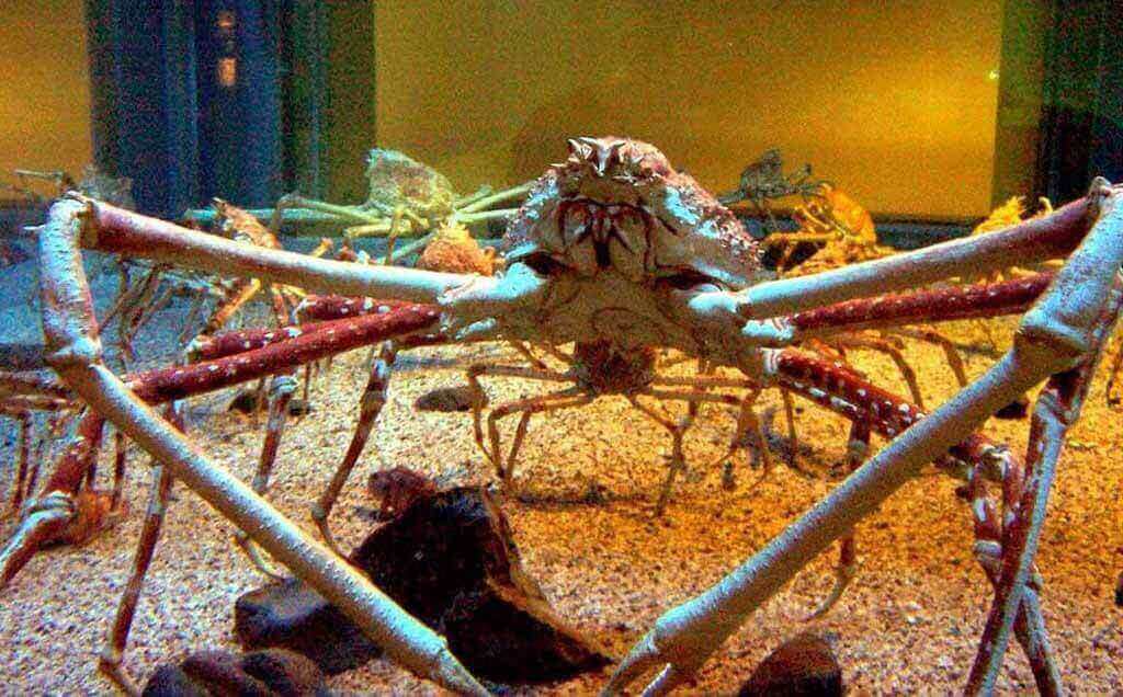 Can You Eat A Giant Japanese Spider Crab