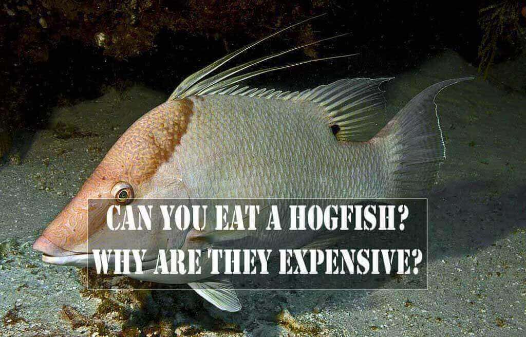 Can You Eat A Hogfish