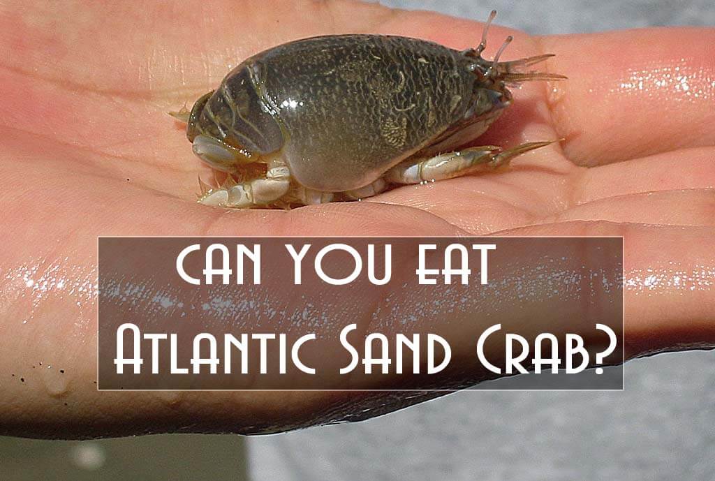 Can You Eat Atlantic Sand Crab