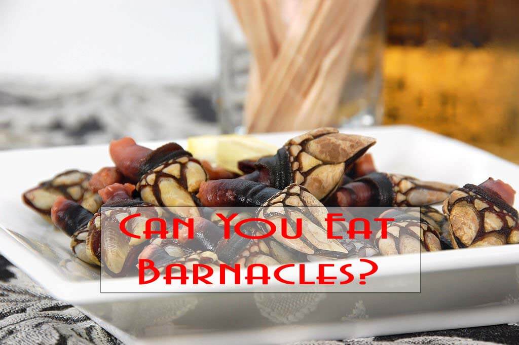 Can You Eat Barnacles