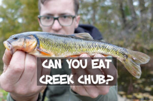 Can You Eat Creek Chub?
