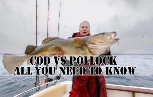 Cod vs Pollock- All You Need to Know