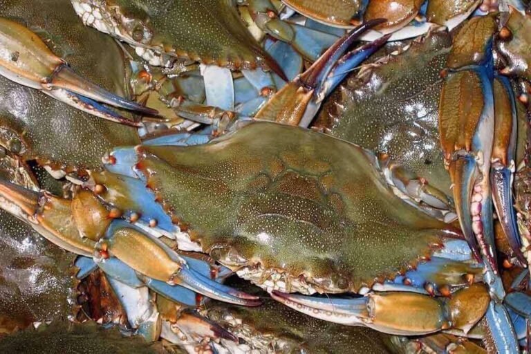 How Many Crabs Are In A Bushel