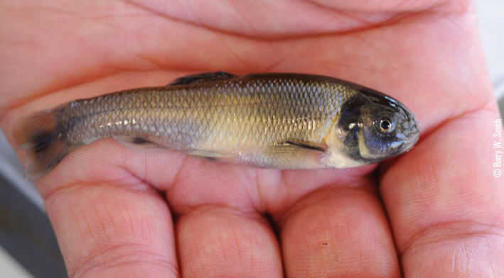 Fathead Minnow Pimephales promelas