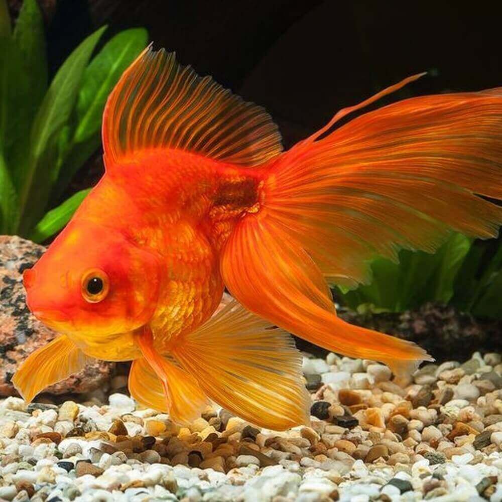 Goldfish Carassius auratus-Type of Minnow