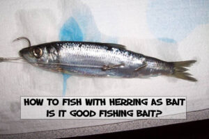 How To Fish With Herring As Bait Is It Good Fishing Bait?