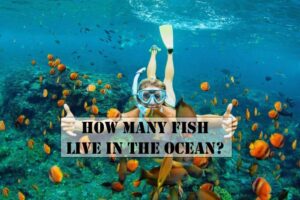 How Many Fish Live In The Ocean?