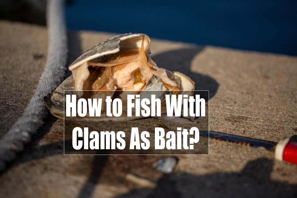 How to Fish With Clams As Bait