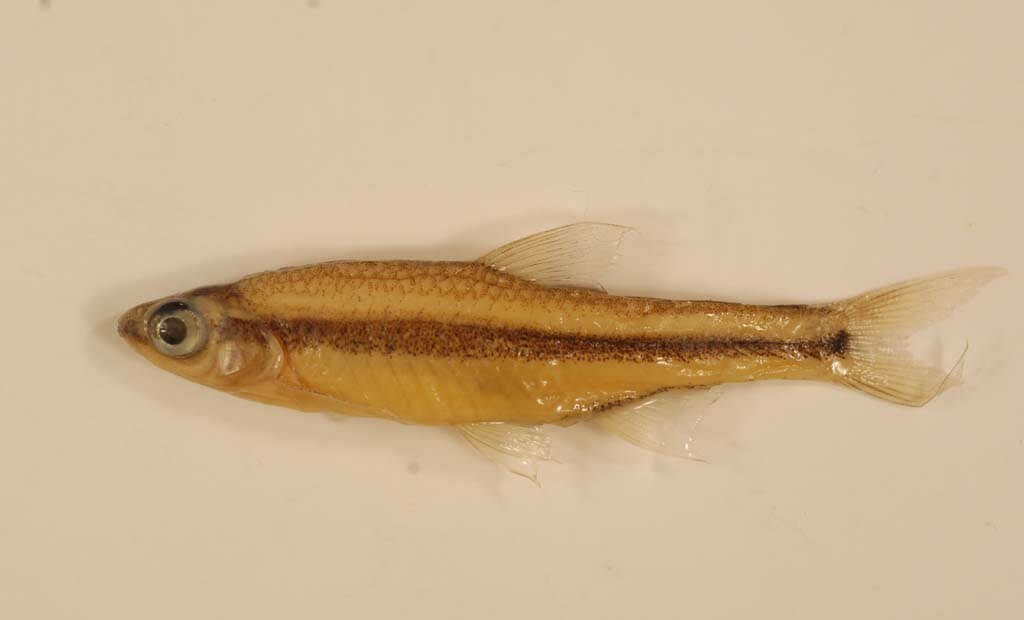 Ironcolor Shiner-Type of Minnow