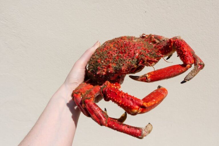 Can You Eat Spider Crabs? How To Catch Them