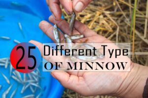 Type of Minnow: What You Need To Know?