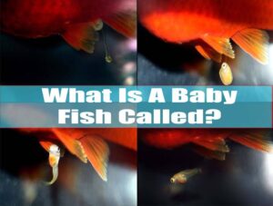 What Is A Baby Fish Called? How They Avoid Predators