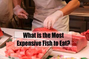What is the Most Expensive Fish to Eat?