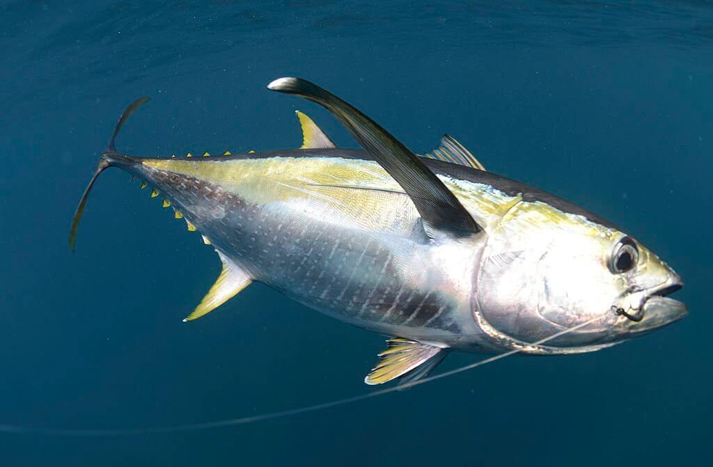 Yellowfin Tuna Ahi - most expensive fish to eat
