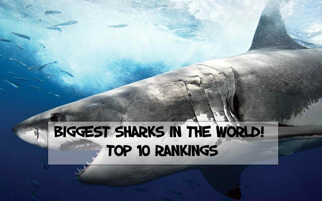 Biggest Sharks In The World! Top 10 Rankings