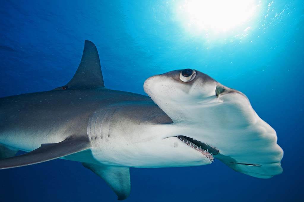 Great Hammerhead Shark Sphyrna Mokarran