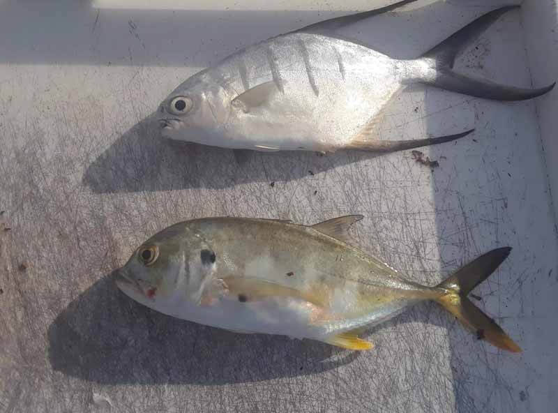 Differences Between Pompano and Jack Crevalle