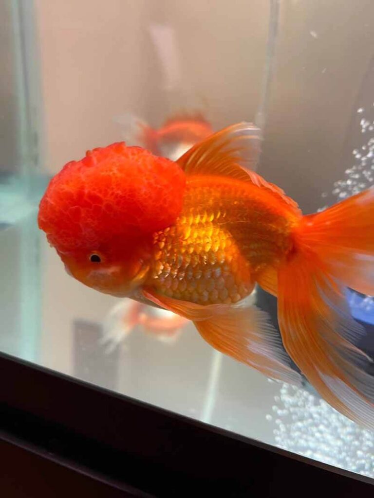 Does Goldfish Wen Have Nerve Endings