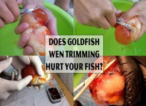 Does Goldfish Wen Trimming Hurt Your Fish?