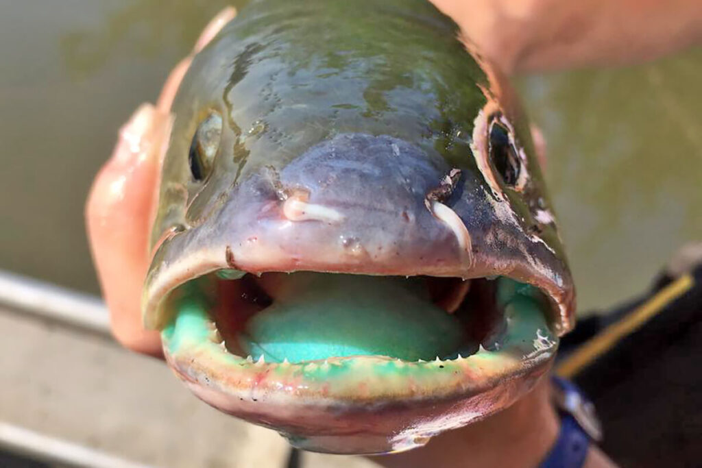 Dogfish Signs Of Healthy Minnesota Waters