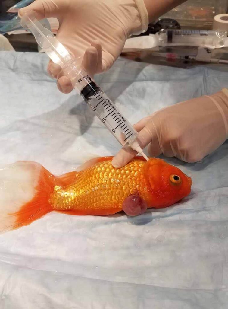 Hospital Tank For Goldfish
