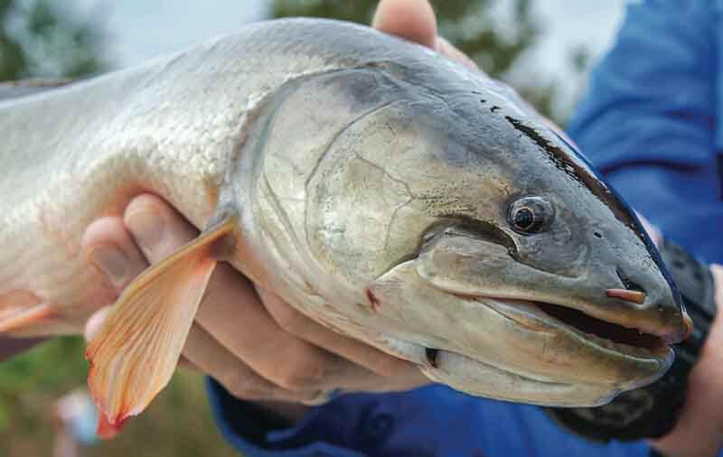 Is A Bowfin The Same As A Dogfish